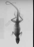 Image of Anolis sagrei mayensis Smith & Burger 1949