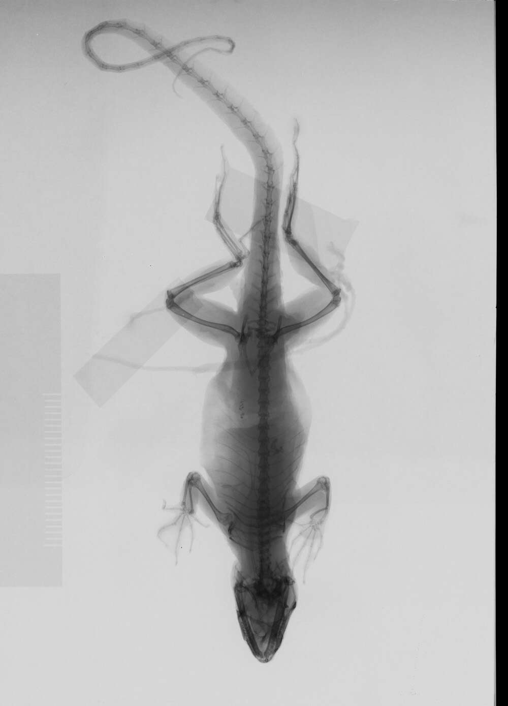 Image of Anolis sagrei mayensis Smith & Burger 1949