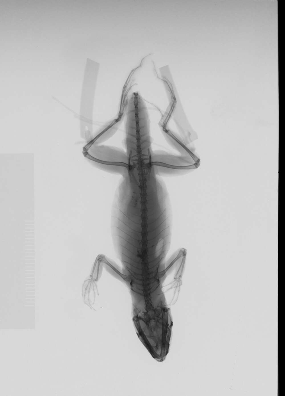 Image of Anolis sagrei mayensis Smith & Burger 1949