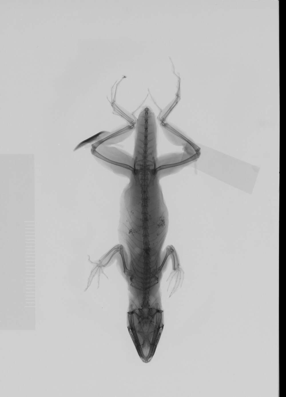 Image of Anolis sagrei mayensis Smith & Burger 1949