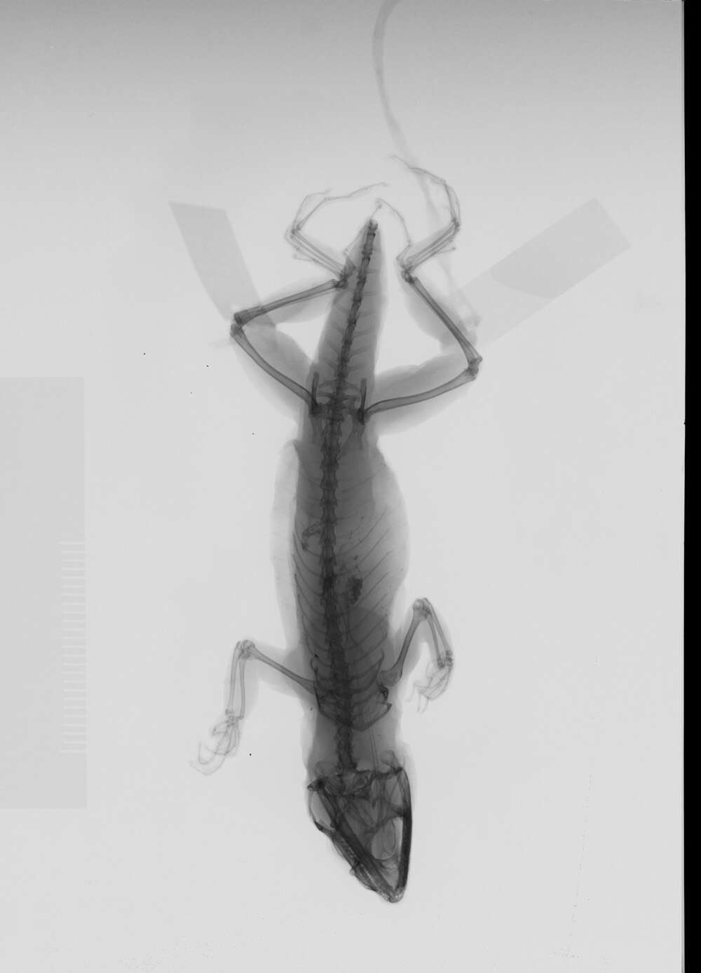 Image of Anolis sagrei mayensis Smith & Burger 1949