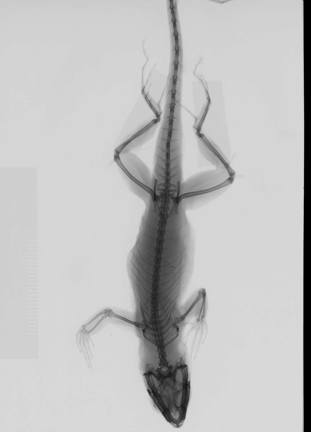 Image of Anolis sagrei mayensis Smith & Burger 1949