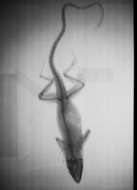 Image of Anolis sagrei mayensis Smith & Burger 1949