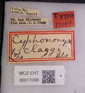 Image of Cyphononyx claggi Banks 1934