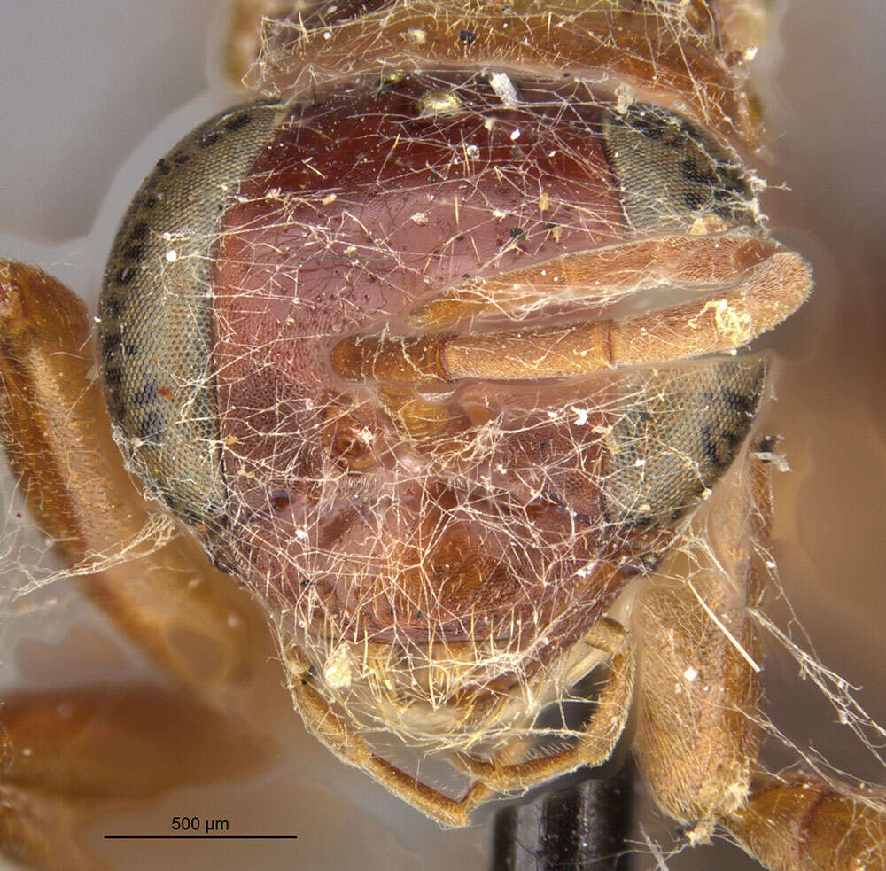 Image of <i>Dipogon graenicheri</i>