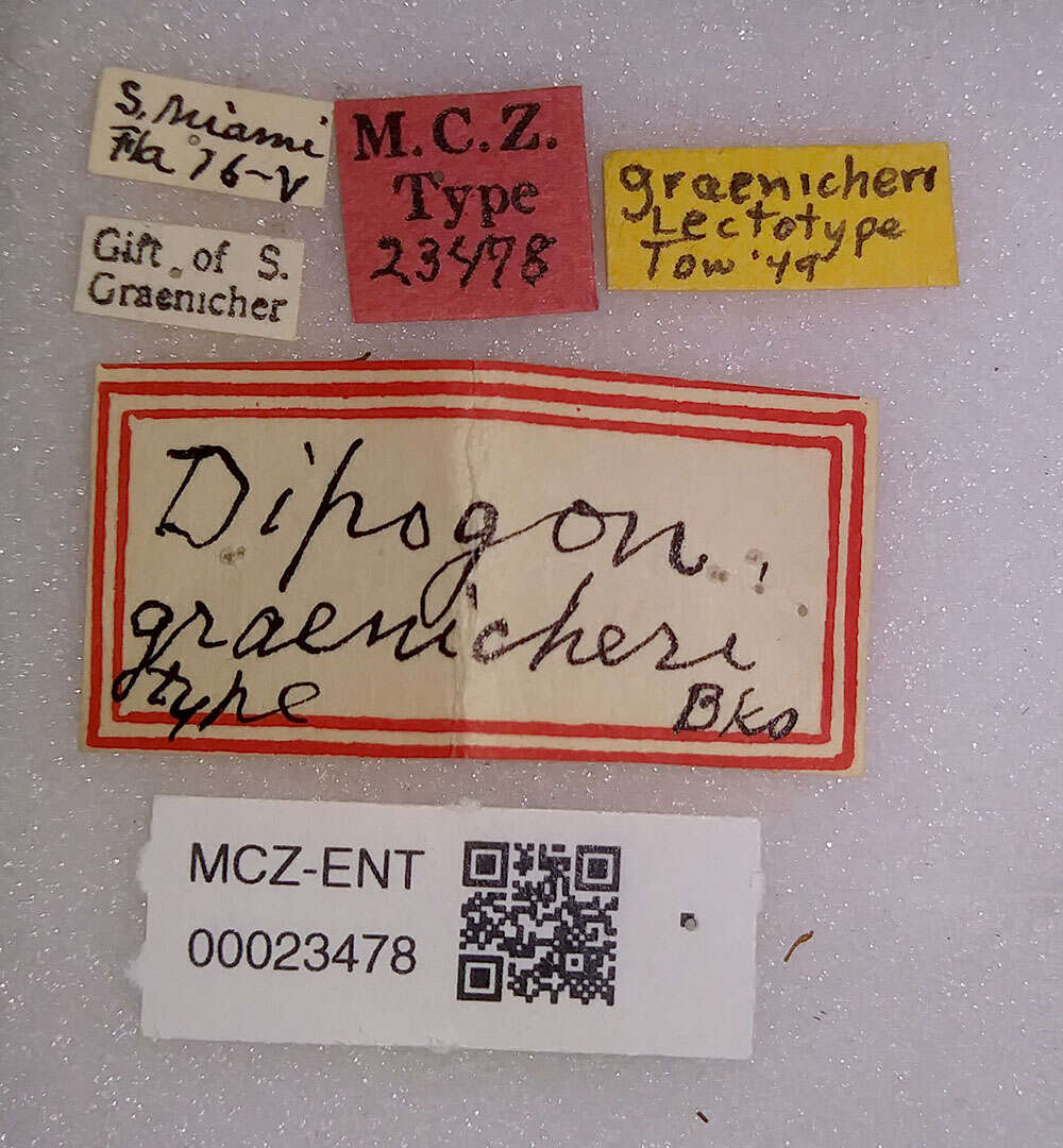 Image of <i>Dipogon graenicheri</i>