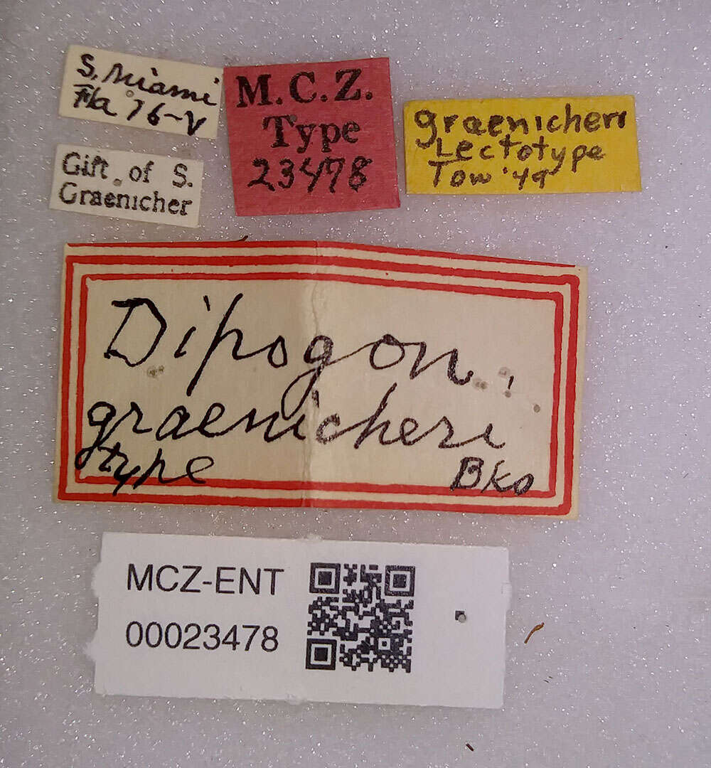 Imagem de <i>Dipogon graenicheri</i>