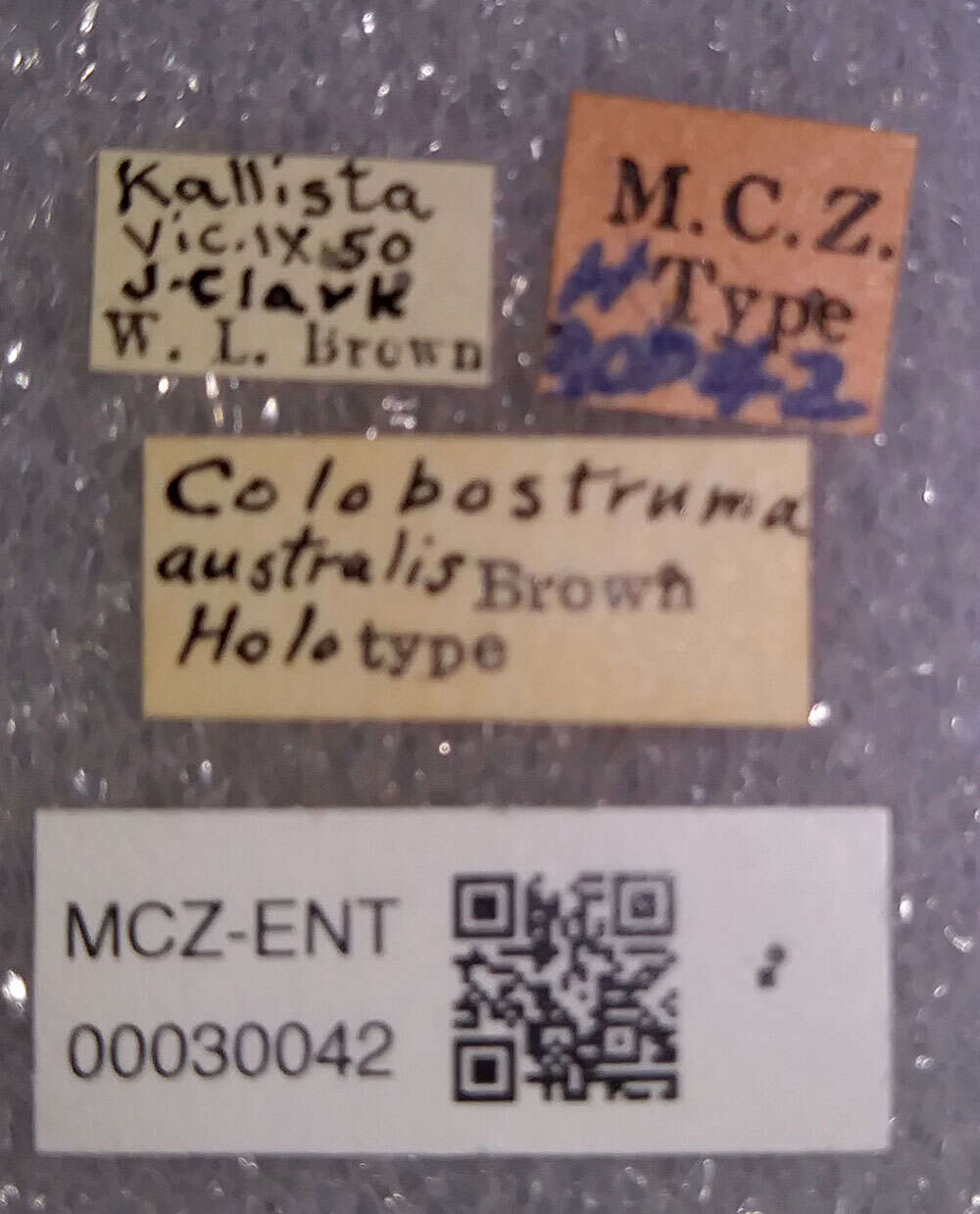 Image of Colobostruma australis Brown 1959