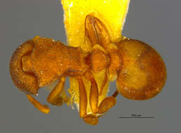 Image of Colobostruma nancyae Brown 1965