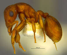 صورة Colobostruma nancyae Brown 1965