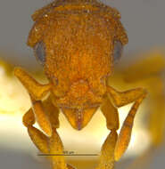 Image of Colobostruma nancyae Brown 1965