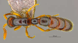 Image of <i>Zasphinctus wilsoni</i>