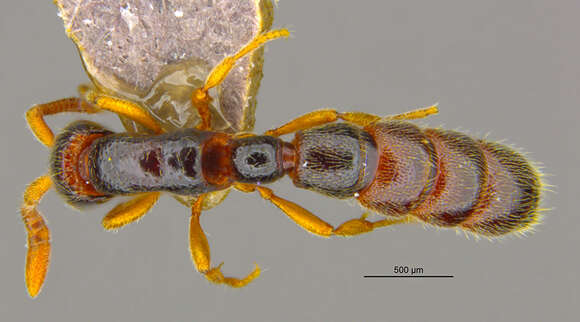 Image of <i>Zasphinctus wilsoni</i>