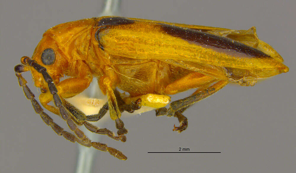 Image of Phyllobrotica sororia Horn 1896
