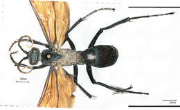 Image of Pepsis vinipennis Packard 1869