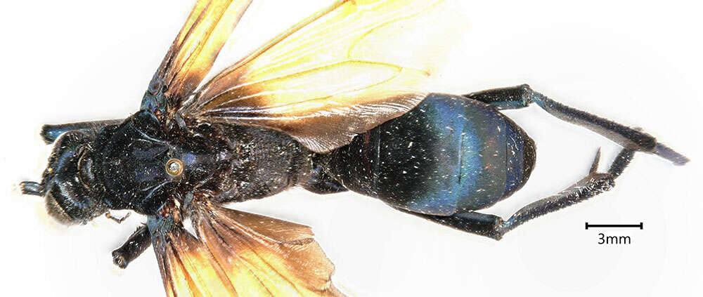 Image of Tarantula Hawk