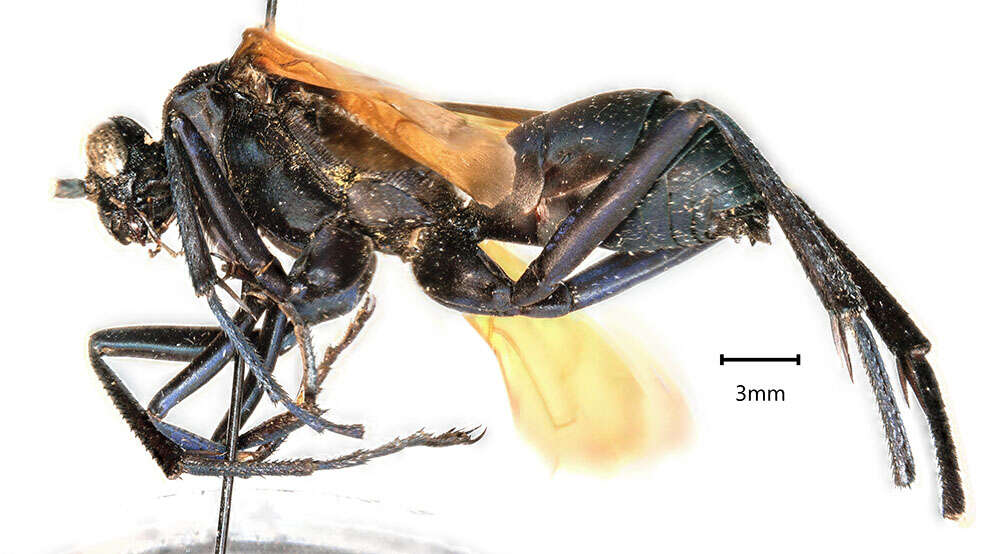 Image of Tarantula Hawk