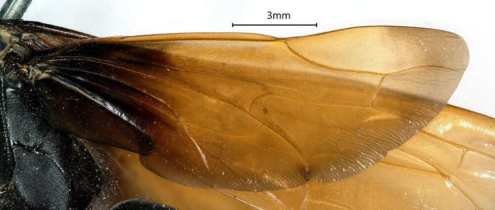 Anoplius relativus (Fox 1893) resmi