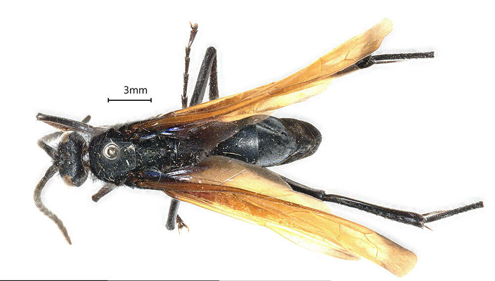 صورة Hemipepsis toussainti (Banks 1928)