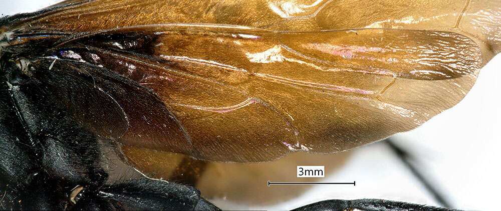 صورة Hemipepsis toussainti (Banks 1928)