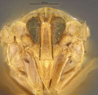 Image of Persis (Anapersis) pallescens (Metcalf 1938)