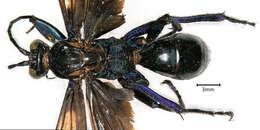 Image of Pepsis nitida Lepeletier 1845