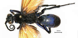 Image of Tachytes distinctus F. Smith 1856