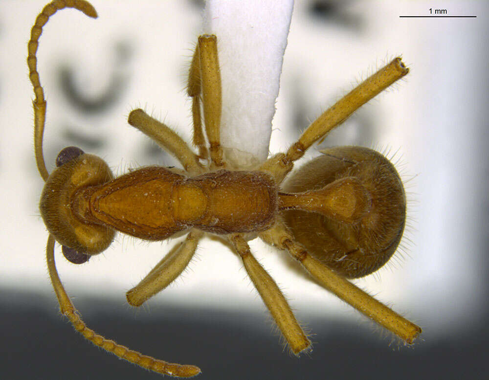 Image of Nothomyrmecia