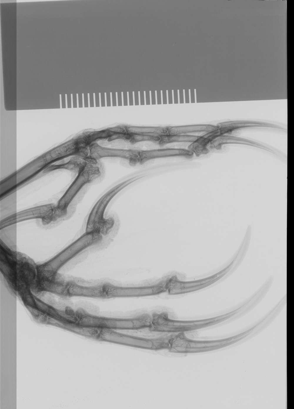 Image of Pteroptochos megapodius megapodius Kittlitz 1830