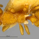 Image of Colobostruma cerornata Brown 1959