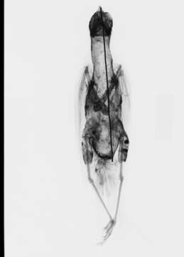 Image of Accipiter striatus velox (Wilson & A 1812)