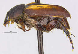 Image of Phyllotocus darlingtoni Britton 1957