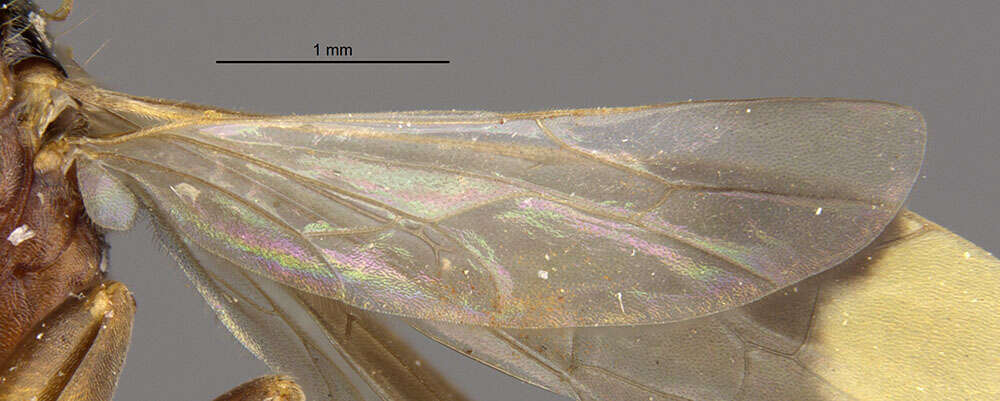 Image of Deuteragenia geronimo (Evans 1974)