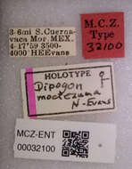 Image of Dipogon moctezuma Evans 1974