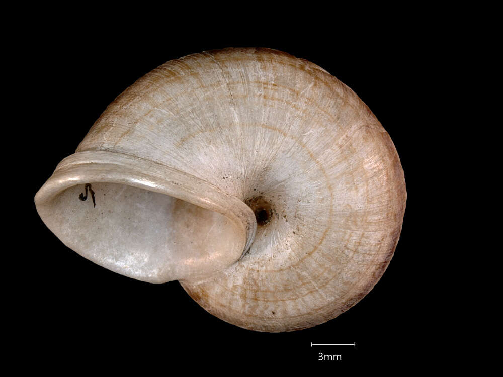 صورة <i>Cyclophorus fargesianus</i> Heude 1885