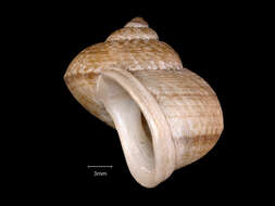 صورة <i>Cyclophorus fargesianus</i> Heude 1885