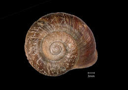 صورة <i>Cyclophorus coopertus</i> Heude