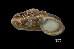 صورة <i>Cyclophorus coopertus</i> Heude