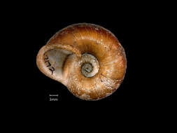 صورة <i>Cyclophorus coopertus</i> Heude