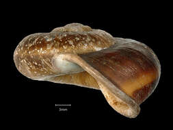 صورة <i>Cyclophorus coopertus</i> Heude