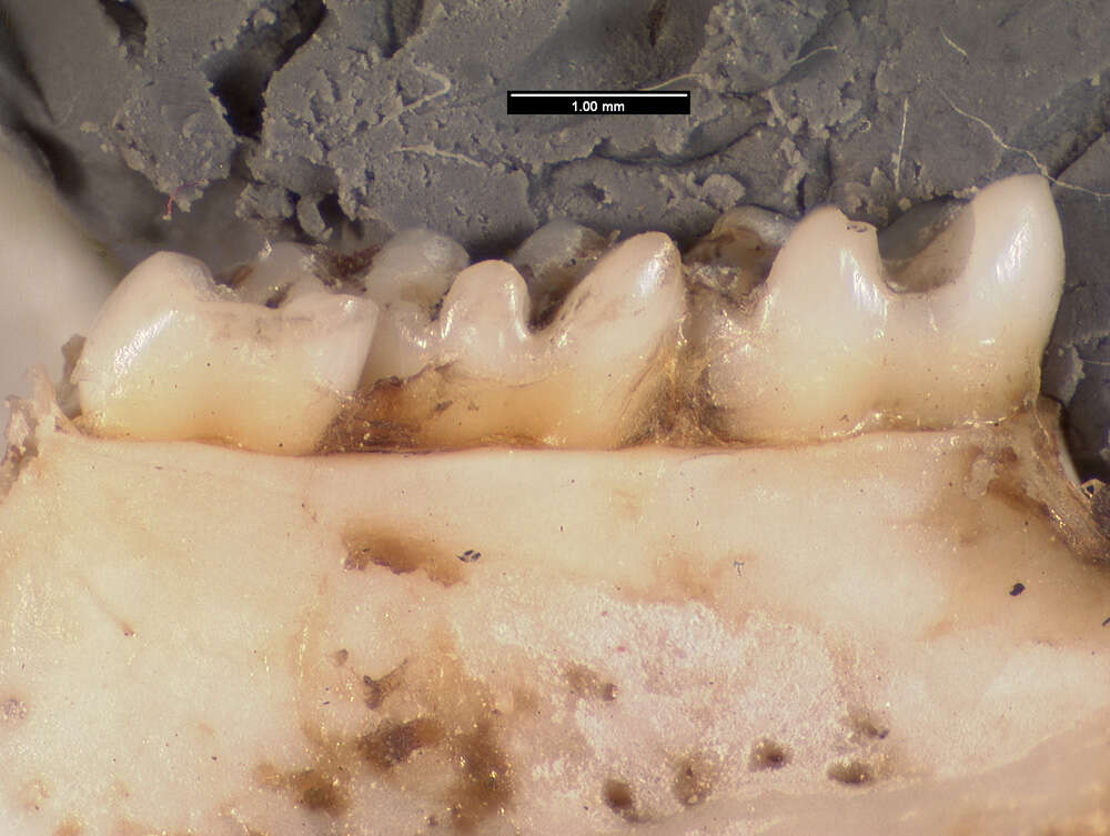 Plancia ëd <i>Dipus sagitta sowerbyi</i>