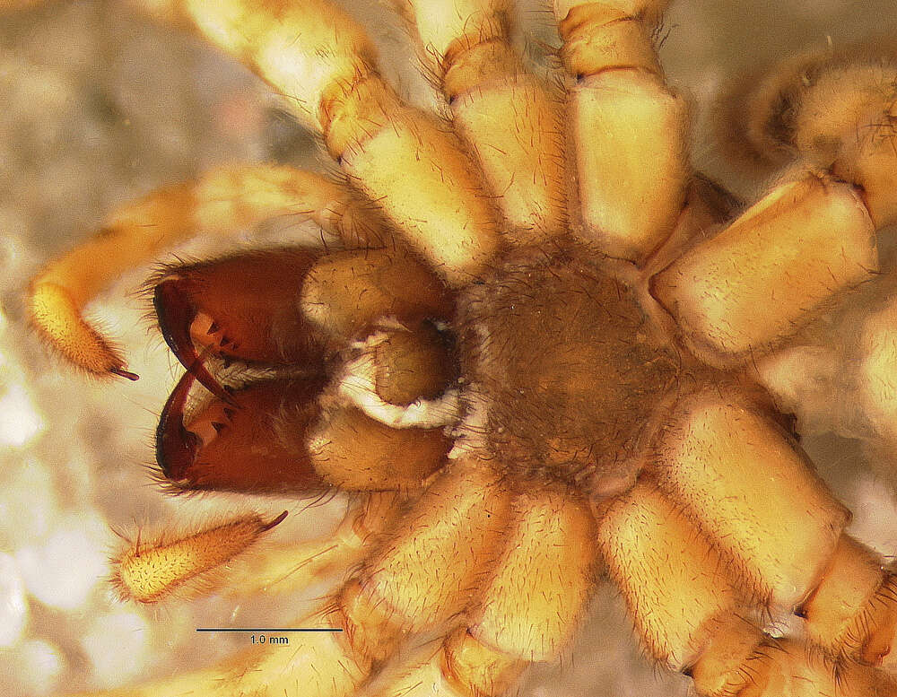 Imagem de Schizocosa altamontis (Chamberlin 1916)
