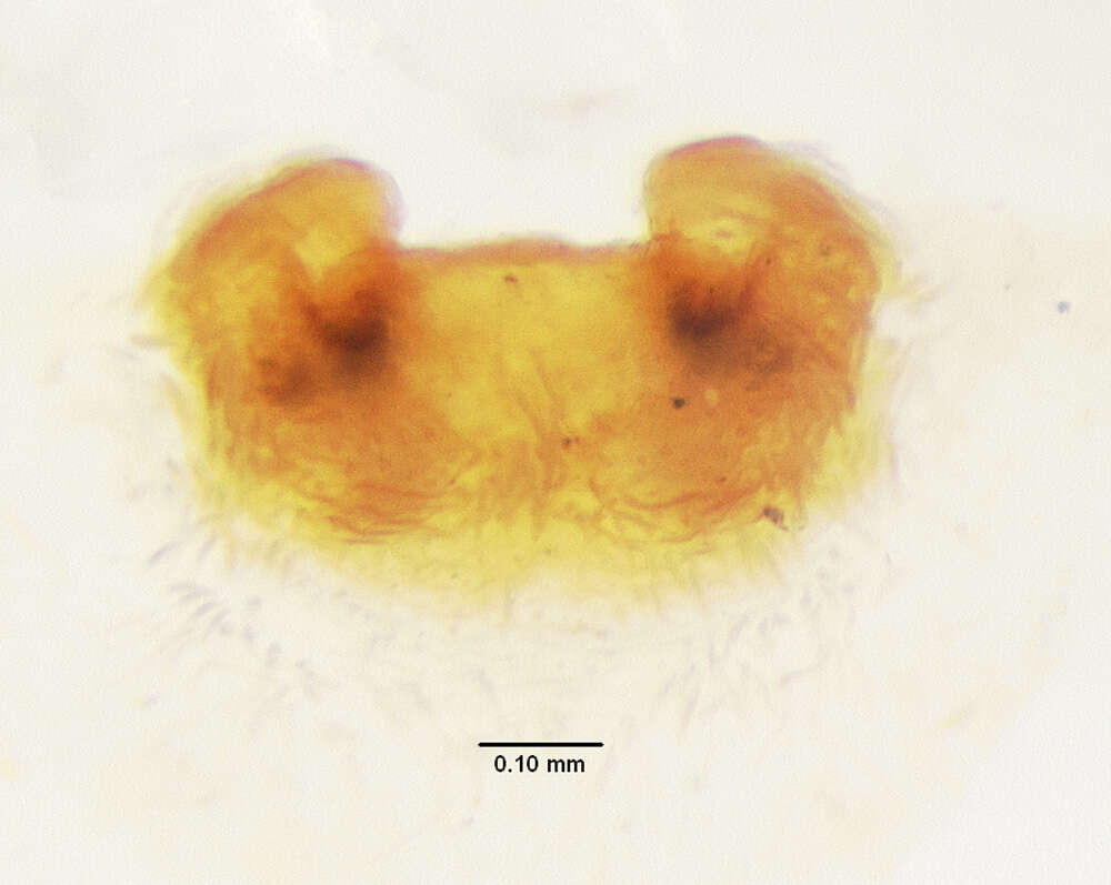 Imagem de Schizocosa altamontis (Chamberlin 1916)