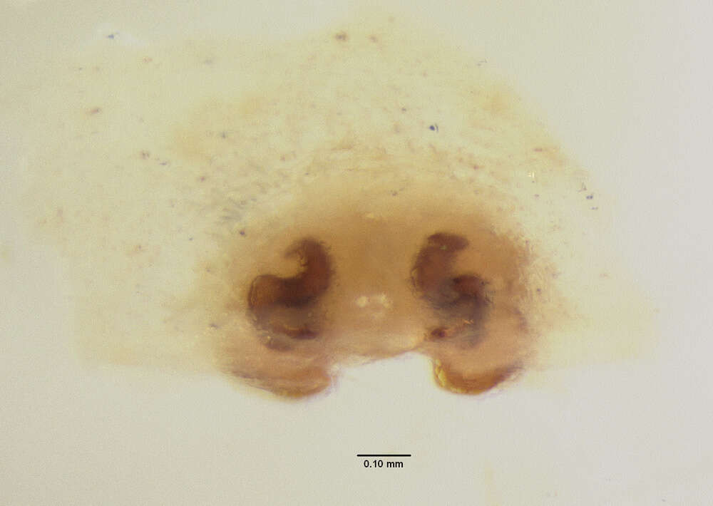 Imagem de Schizocosa altamontis (Chamberlin 1916)