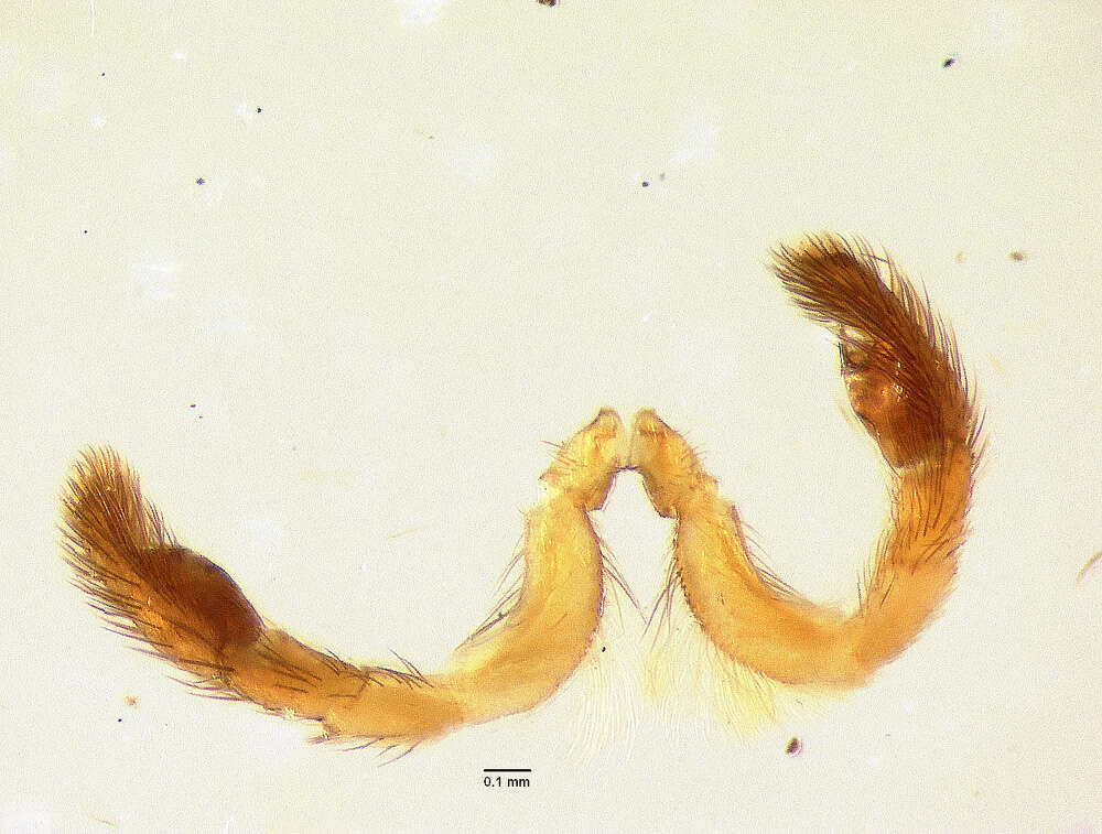 Image of Agobardus fimbriatus Bryant 1940