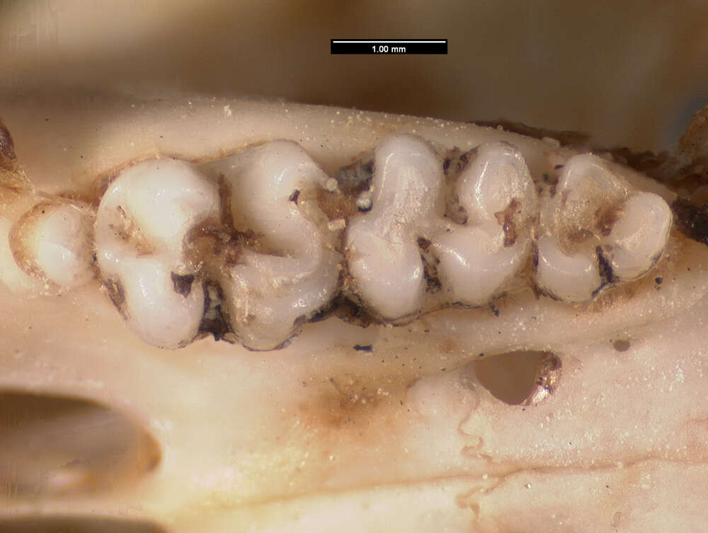 Plancia ëd <i>Dipus sagitta sowerbyi</i>