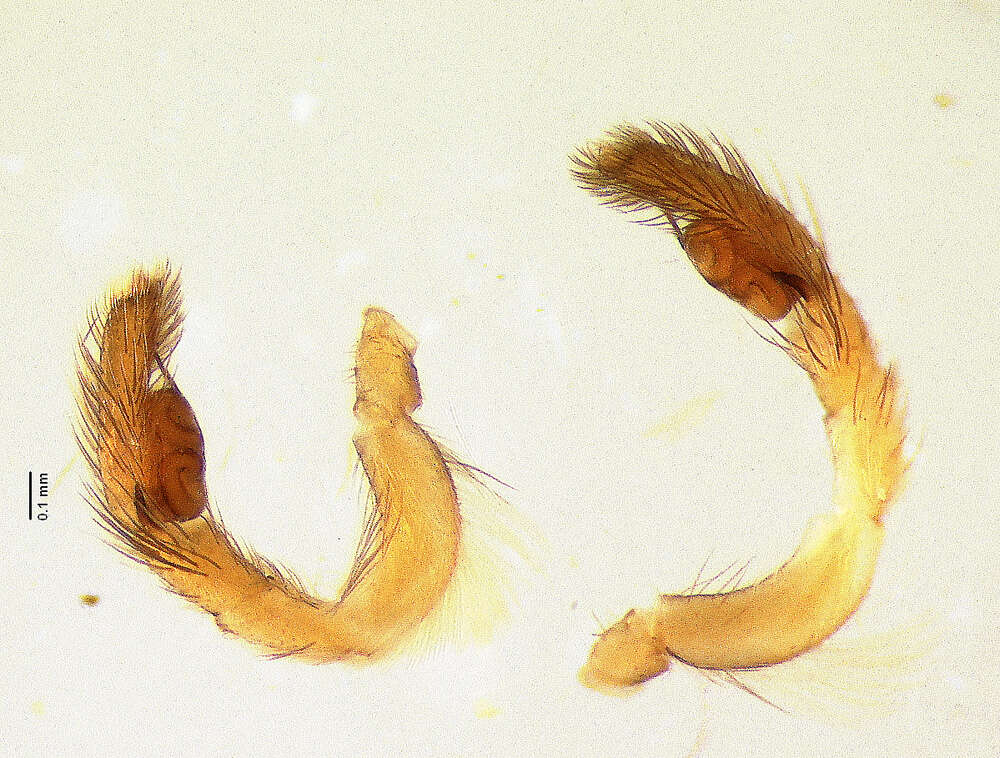 Image of Agobardus fimbriatus Bryant 1940