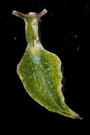 Elysia viridis (Montagu 1804) resmi