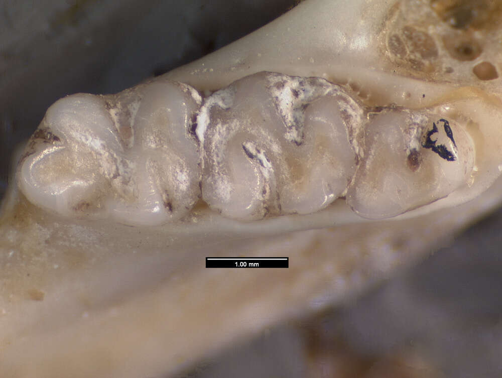 Plancia ëd <i>Dipus sagitta sowerbyi</i>