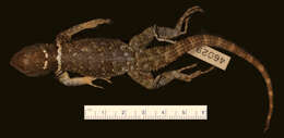 Image of Southern Cleft Lizard